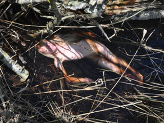swamp girl