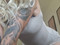 YoursexyAngel