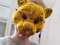 SweetFoxyDream