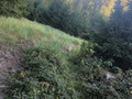 Pilze suchen