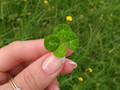 Glück gefunden 🍀