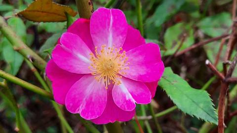 Eine Blume ist wie eine Frau, manche sind blau und andere wie Veilchen. Es gibt welche die bekommen einen hochroten Kopf und sie können auch ein Fallus darstellen.
Manche sind wie Männer und haben ein mächtiges gehänge, wie baumelnde Glocken. Jene die Strahlen sind die Sonnenkinder, sind gelb und leuchten.....wie auch immer duftend, strahlend und wunderschön