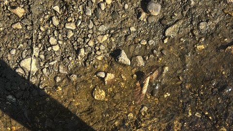 Hier findest du Bilder wo ich Barfuß im Bach stehe, durch Laub auf der Erde laufe und anschließend auch Barfuß nach Hause?

Meine Nägel sind violett lackiert und außerhalb des Wassers dreckig?