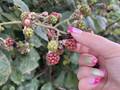 Brombeeren pflücken