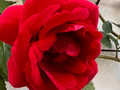 Ein röschen auf dem Spaziergang 🌹
