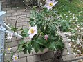 Gartenfreunde