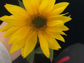 Ich mag Sonnenblumen